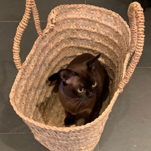 Burmese cat in Berber oblong basket