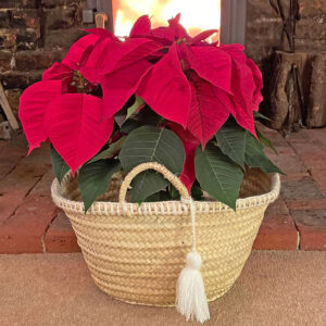 Little white wool tassel basket with a poinsettia as a Christmas gift